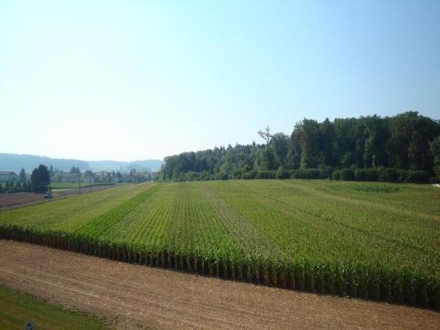 Apartment mieten in Langenthal, Bern