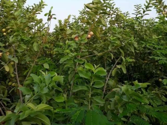 Land for sale in Multan, Islamabad Capital Territory