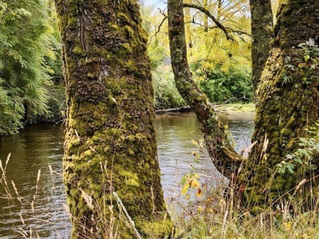 Frutillar, Los Muermos Cañitas