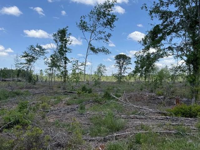 Land for sale in Colquitt, Georgia