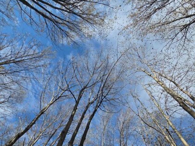 Land for sale in Jay, Maine
