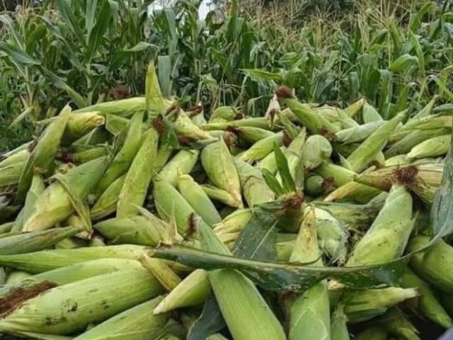 Terreno venta en Motupe, Lambayeque