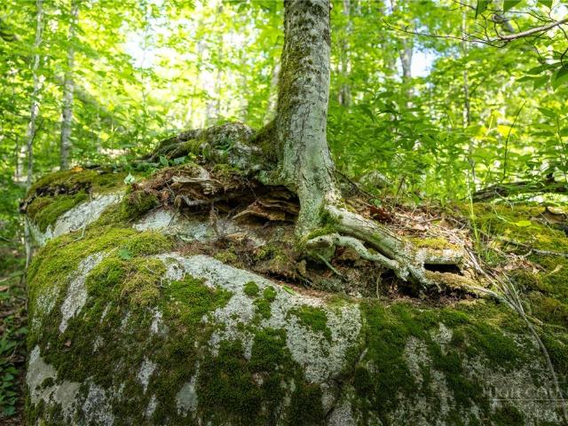 Land for sale in Avery, North Carolina