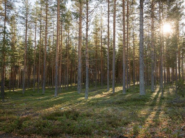 Gård till salu i Boden, Norrbotten