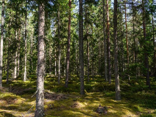Gård till salu i Kronoberg