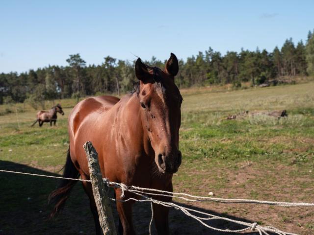 Gård till salu i Gotland