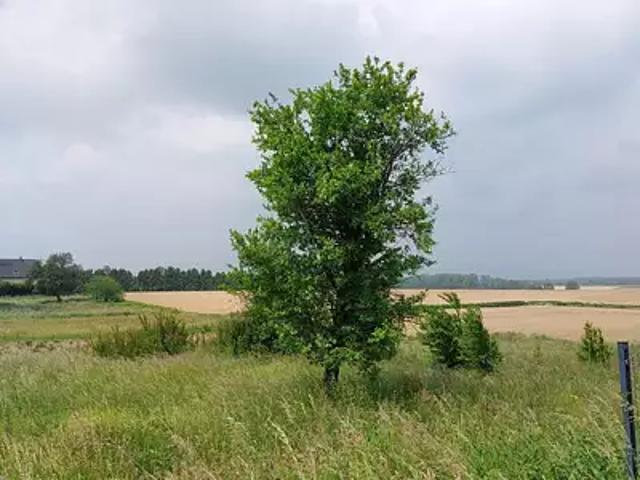 Terrain vente à Galfingue, Collectivité européenne d'Alsace