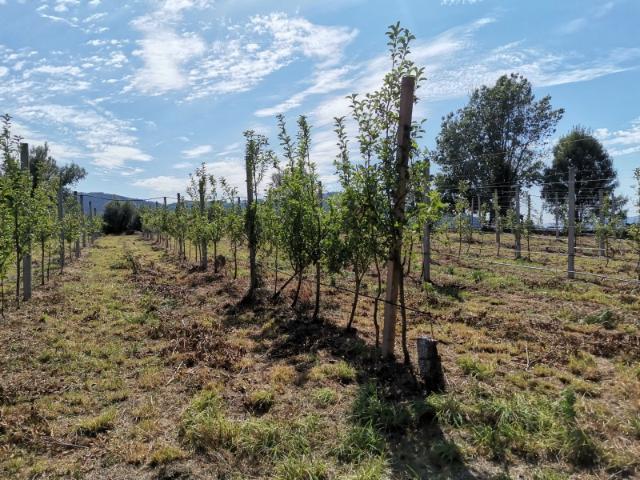 Terreno venda em Boalhosa, Viana Do Castelo