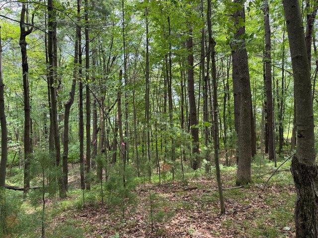 Land for sale in Siren, Wisconsin