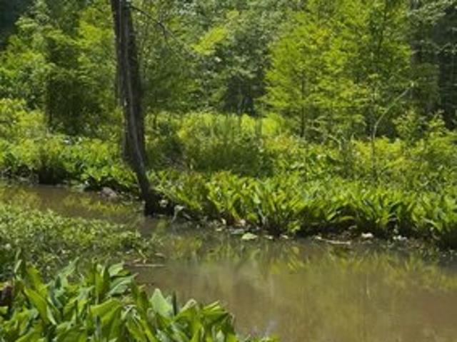 Land for sale in Blackville, South Carolina