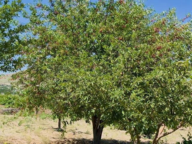 İncesu, Kayseri içerisinde satılık Arsa