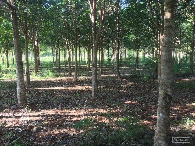 Property for sale in Daradgee, Queensland