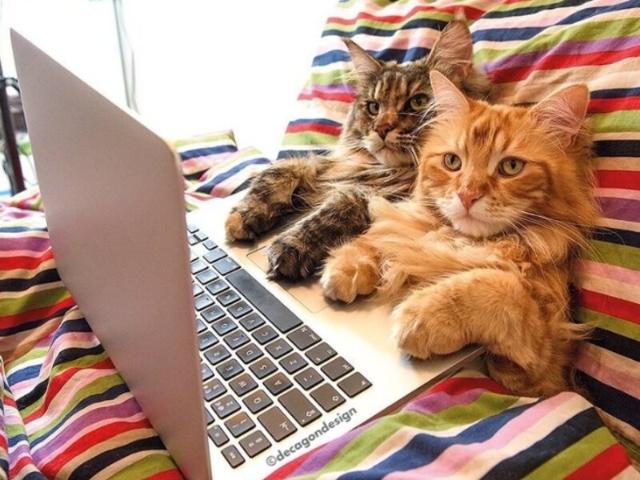 Garsonieră vânzări în București