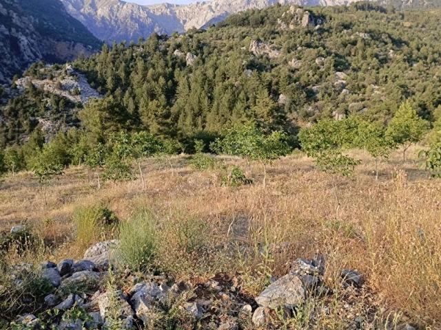 Gazipaşa, Antalya içerisinde satılık Arsa