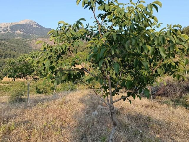 Narlıca, Gazipaşa içerisinde satılık Arsa