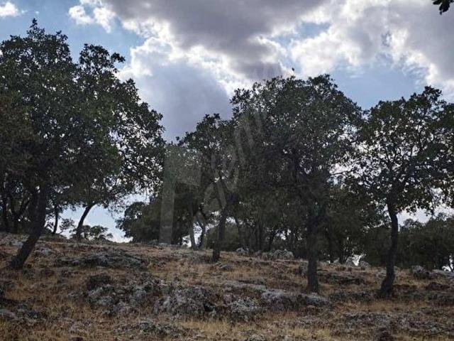 Düzce, Yavuzeli içerisinde satılık Arsa