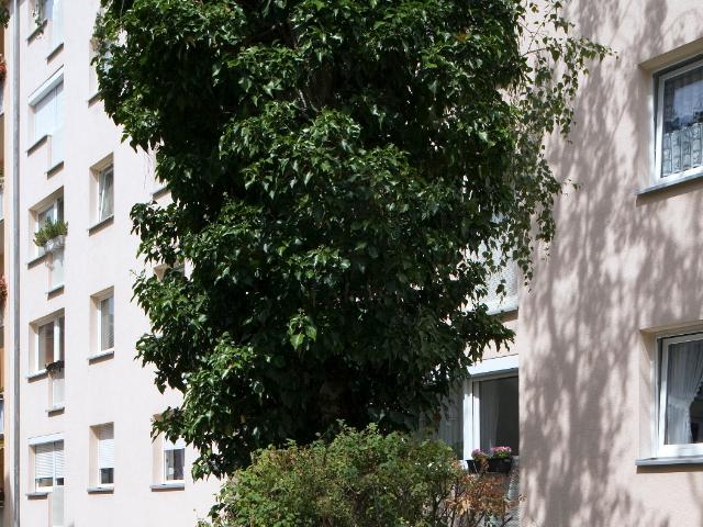 Apartment mieten in Glockenhof, Nürnberg