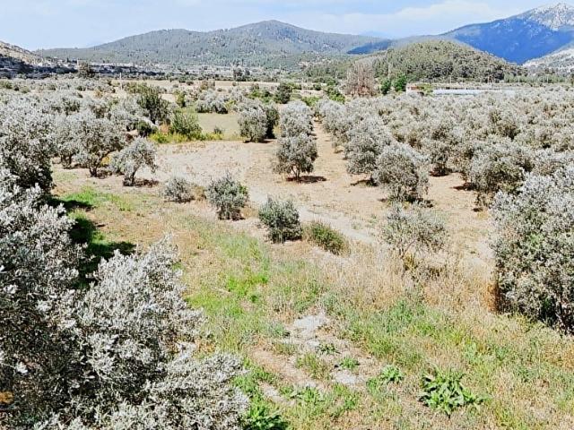 Muğla içerisinde satılık Arsa