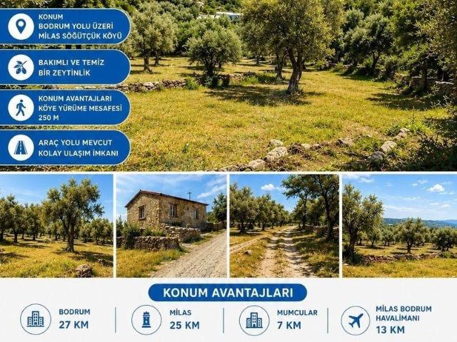 Milas, Muğla içerisinde satılık mülk