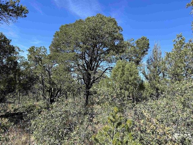 Land for sale in Timberon, New Mexico