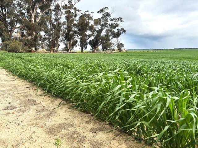 Property for sale in Bruce Rock, Western Australia