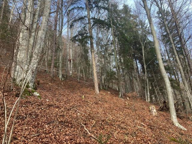 Landwirtschaft kaufen in Eberstein, Kärnten