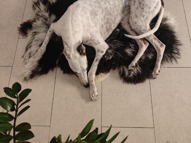 Zimmer mieten in KG Leopoldstadt, Wien