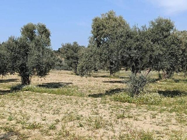 Mursallı, Germencik içerisinde satılık mülk
