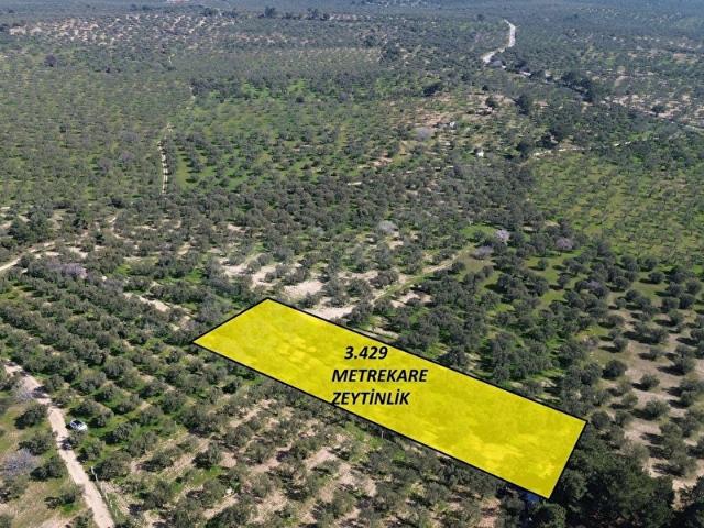Ezine, Çanakkale içerisinde satılık mülk
