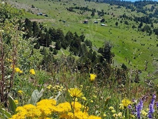 Armutlu, Alucra içerisinde satılık Arsa