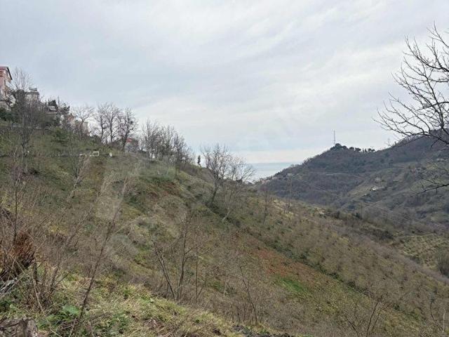 Kuşçulu, Görele içerisinde satılık mülk