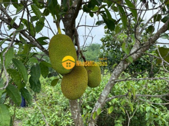 Mặt bằng bán