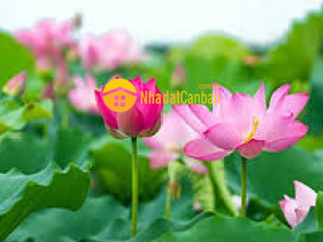Mặt bằng bán