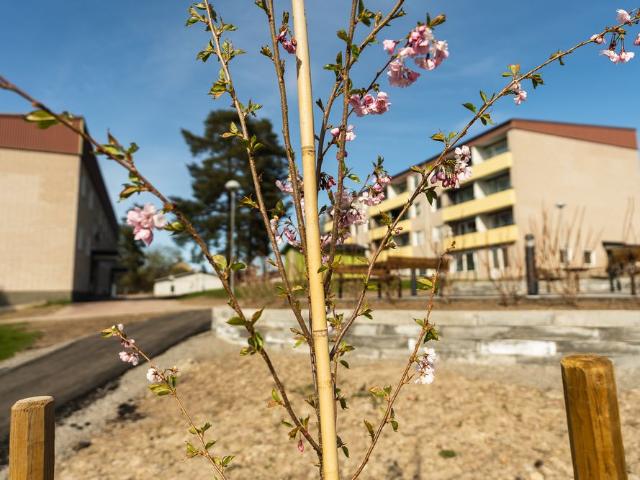 Lägenhet hyra i Arvika, Värmland