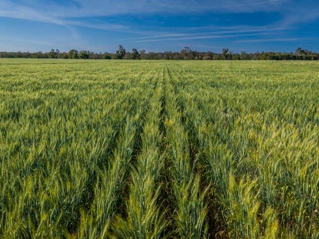 Cottage for sale in Tomingley, Narromine Shire Council