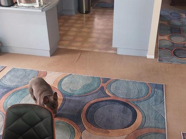 Room for rent in Sydney, New South Wales