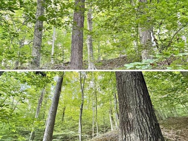 Land for sale in Sumerco, Lincoln County
