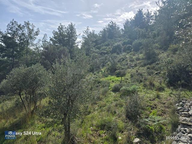 Milas, Muğla içerisinde satılık mülk