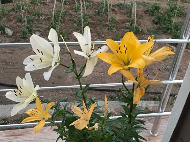 Gölbaşi, Ankara içerisinde satılık Villa