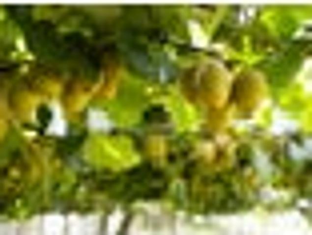 Land for sale in Northland