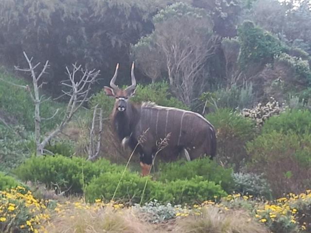 House for sale in Cape St Francis, Eastern Cape