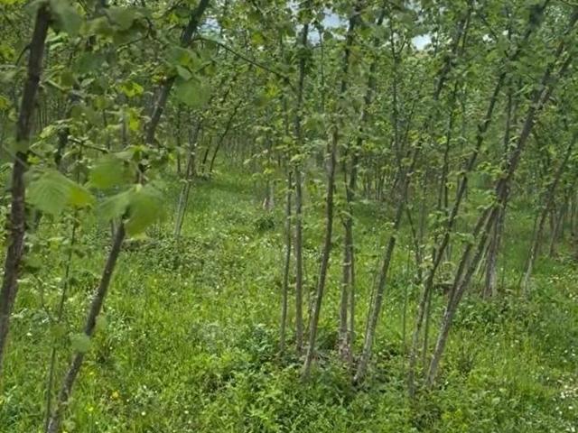 Ordu içerisinde satılık mülk