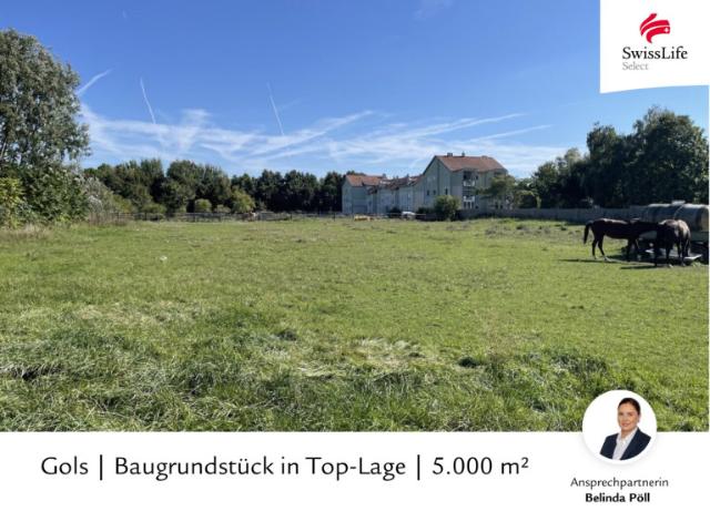Grundstück kaufen in Gols, Burgenland