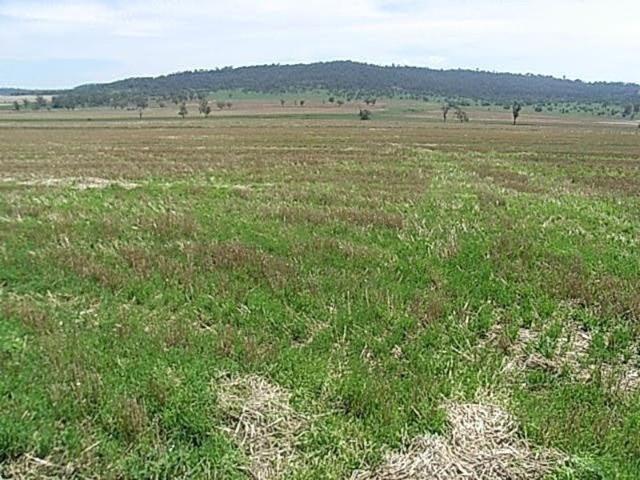 Cottage for sale in Warialda, New South Wales