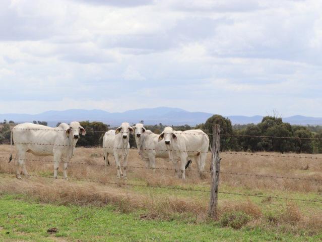 Cottage for sale in Kokotungo, Banana Shire