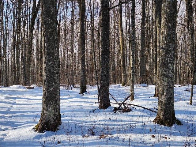 Land for sale in Laona, Wisconsin