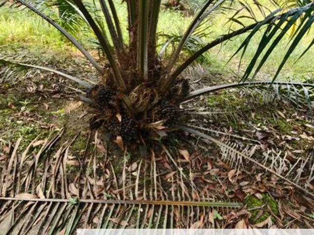 Shop for sale in Pekan Gopeng, Gopeng
