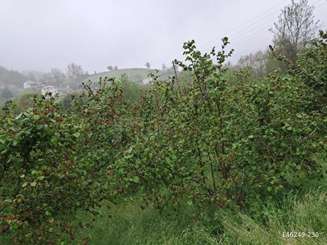 Alaçam, Samsun içerisinde satılık Arsa