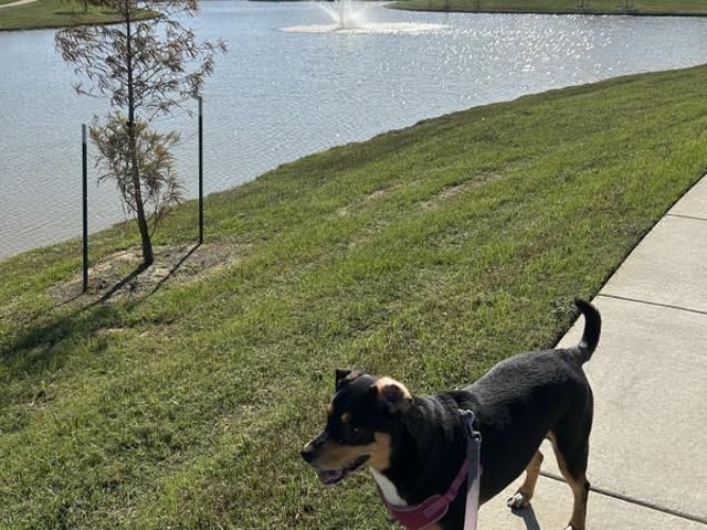 Room for rent in Harris, Texas