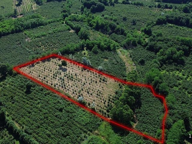 Çarşamba, Samsun içerisinde satılık mülk